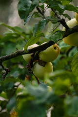 green apples on tree