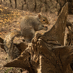 Grey Squirrel Eating a Nut on a Tree Stump in Nature