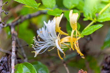 Japanese honeysuckle (Lonicera japonica) known as golden-and-silver honeysuckle , native to East Asia, including many parts of China. Is ornamental plant, but has become an invasive species in USA