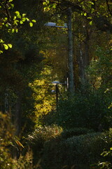 autumn in the forest