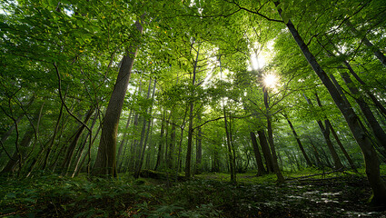 Obraz premium Lush Green Forest Canopy with Sunlight Shining Through the Leaves Creating a Serene and Peaceful Natural Scene