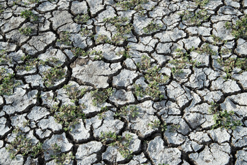 dry cracked ground, Cracks and fissures in the ground caused by drought. Lake Cuga. Uri, Sassari, Sardinia.