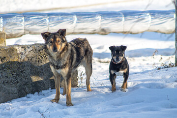 Two stray dogs in winter landscape