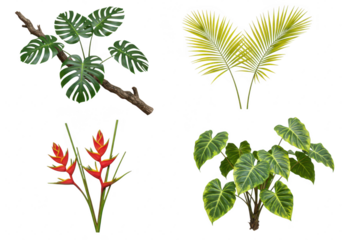 Photo of a vibrant collection of tropical plants isolated on transparent background, featuring monstera, palm, heliconia, and philodendron