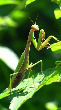 Praying Mantis Perched on Leaf, Close-Up View of Insect in Natural Habitat