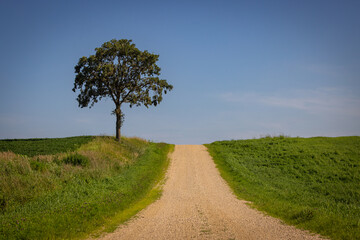 tree in the field
