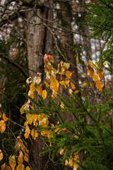 yellow autumn leaves