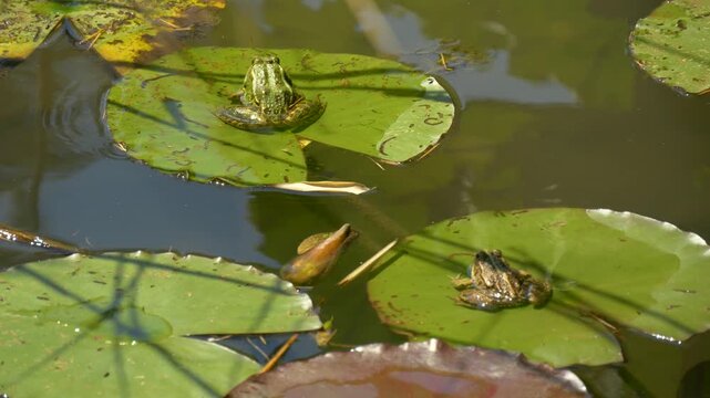 Multiple Frogs Sitting on Sunlit Lily Pads. Natural Pond Scene