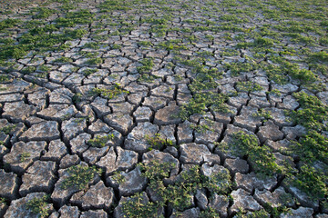 dry cracked ground, Cracks and fissures in the ground caused by drought. Lake Cuga. Uri, Sassari, Sardinia.
