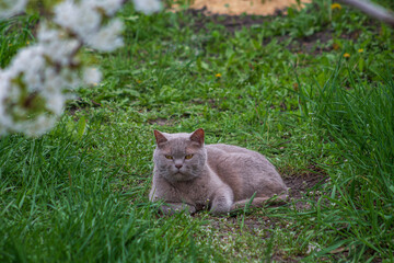 British Shorthair cat lying on grass
