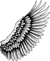 Large eagle wing, highly detailed ink, with hand-drawn style