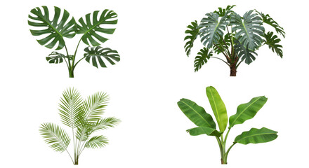 Naklejka premium Photo of a vibrant collection of tropical plants isolated on transparent background, perfect for adding a touch of nature to any space