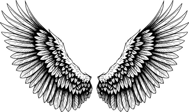 Two large eagle wings spread wide, highly detailed ink, with hand-drawn style