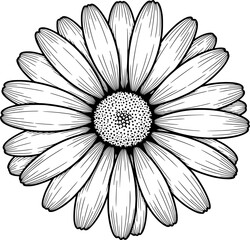 Stylized daisy with clear petal lines, monochrome, with hand-drawn style