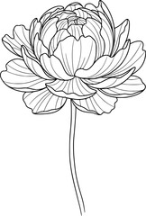 Peony flower with layered petal lines and thin stem, minimalist line art, with hand-drawn style