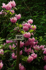 flowers in the garden