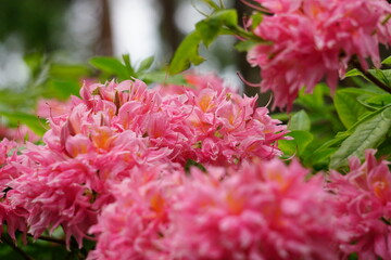 pink and white chrysanthemum