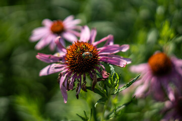 Beetle on Echinacea Flower