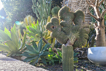 Backlight view with lens flares of succulent plants, including agaves, Euphorbia candelabrum and a Trichocereus macrogonus pachanoi crestata, in the Jardin d'acclimatation of Monte-Carlo (Monaco)