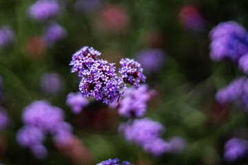 Purpletop Vervain Verbena