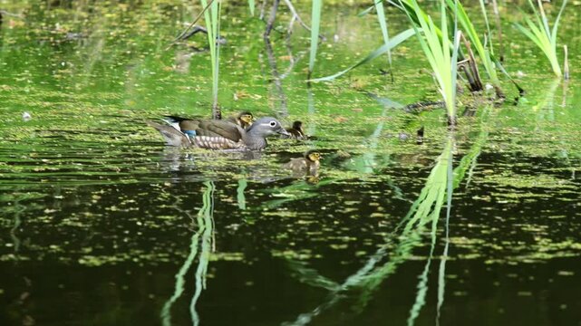 Mandarin duck swimming in lake. Colorful bird in wild nature and natural habitat. Wildlife water animal behavior captured in calm outdoor setting. Mandarin ducks colorful male and female ducklings