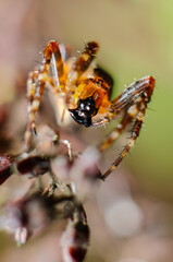 spider eating meal
