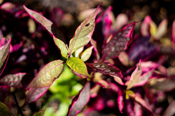 Upright Calico Plant