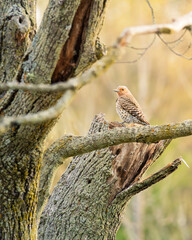 Northern flicker perched on dead tree