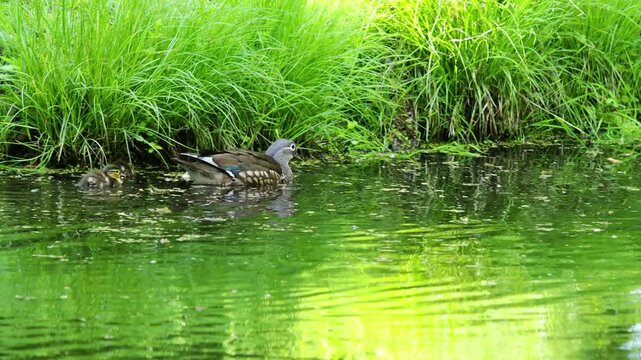 Mandarin duck swimming in lake. Colorful bird in wild nature and natural habitat. Wildlife water animal behavior captured in calm outdoor setting. Mandarin ducks colorful male and female ducklings