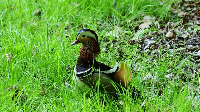 Mandarin duck swimming in lake. Colorful bird in wild nature and natural habitat. Wildlife water animal behavior captured in calm outdoor setting. Mandarin ducks colorful male and female ducklings