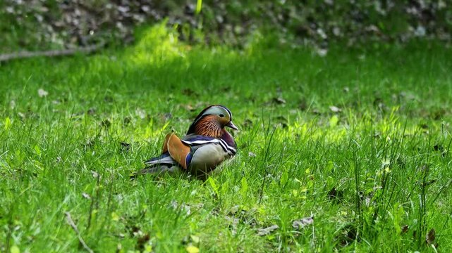 Mandarin duck swimming in lake. Colorful bird in wild nature and natural habitat. Wildlife water animal behavior captured in calm outdoor setting. Mandarin ducks colorful male and female ducklings