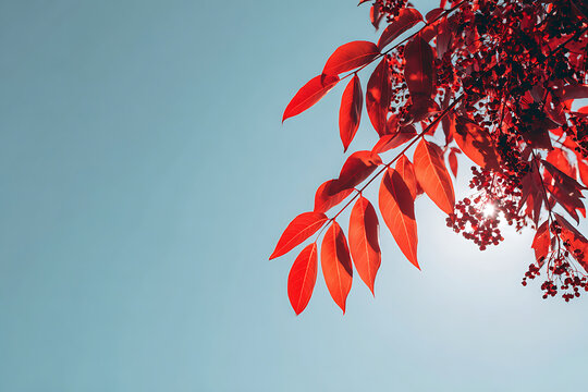 red autumn leaves against blue sky - Powered by Adobe