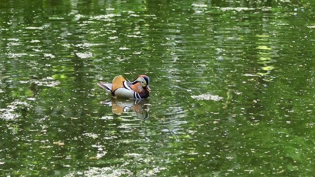 Mandarin duck swimming in lake. Colorful bird in wild nature and natural habitat. Wildlife water animal behavior captured in calm outdoor setting. Mandarin ducks colorful male and female ducklings