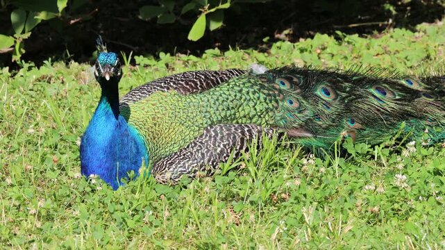 Peacock standing outdoors. Bird with colorful plumage in natural setting. Wildlife, nature, feathers, and exotic animal captured in high resolution video, bird animals wildlife in summer