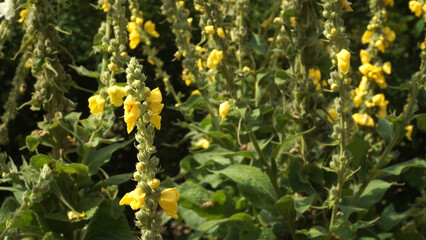 Tall, woolly spikes of Orange Mullein bloom under the bright summer sun. This close-up view shows the yellow flowers of the medicinal Verbascum phlomoides.