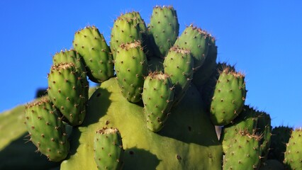 Sunlit green cactus fruits growing in Mediterranean summer light, vivid colors and texture details....