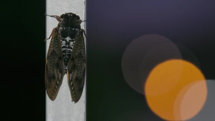 Tokyo, Japan - August 3, 2025: Closeup of a cicada and traffic signals at night
