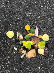 Multi-colored october leaves lie in a puddle on wet asphalt, top view.