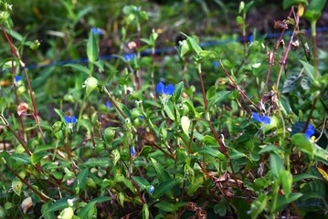 Dayflower (Commelina communis) flowers. Commelinaceae annual plants. From early summer to autumn, bright blue flowers bloom in the morning and wilt by midday.