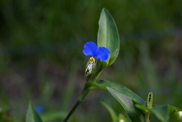 Dayflower (Commelina communis) flowers. Commelinaceae annual plants. From early summer to autumn, bright blue flowers bloom in the morning and wilt by midday.