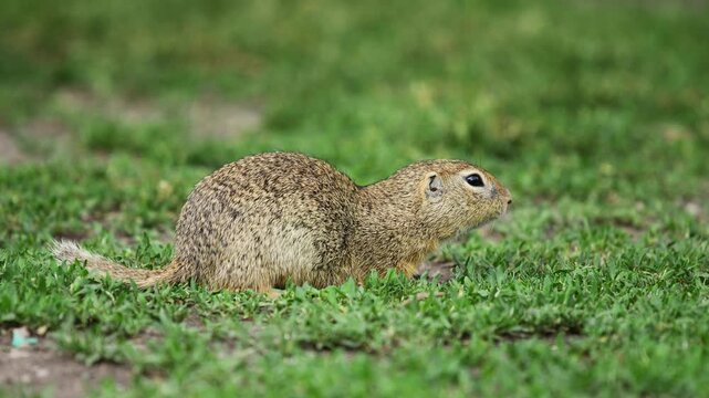 Ground squirrel on grass. Small rodent foraging and moving in natural habitat. Wildlife nature, animal behavior, and outdoor scene captured in high resolution. Ground squirrel in their natural habitat
