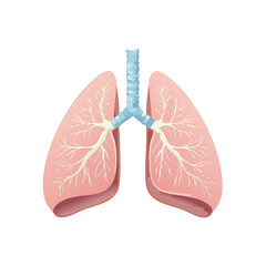 Lungs Isolated on a Transparent Background