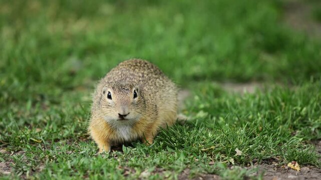 Ground squirrel on grass. Small rodent foraging and moving in natural habitat. Wildlife nature, animal behavior, and outdoor scene captured in high resolution. Ground squirrel in their natural habitat