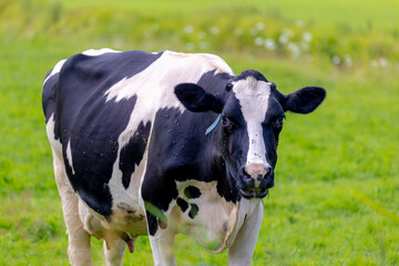 Black and white Dutch cow standing and nibbling fresh grass on green meadow, Typical summer polder landscape in Holland, Open farm with dairy cattle on the field in countryside farm, Netherlands.