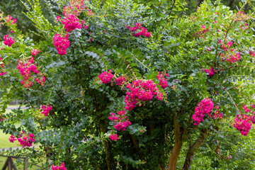 Close-up of vivid pink Lagerstroemia indica (crape myrtle) flowers in full bloom, surrounded by lush green foliage. The soft background highlights the delicate texture and bright color of the blossoms