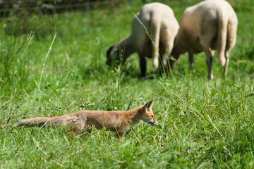 Vulpes vulpes aka The red fox is hunting on the pasture with sheep. Summer evening. Nature of Czech republic.