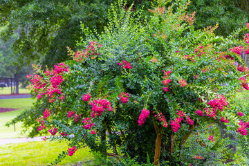 Close-up of vivid pink Lagerstroemia indica (crape myrtle) flowers in full bloom, surrounded by lush green foliage. The soft background highlights the delicate texture and bright color of the blossoms