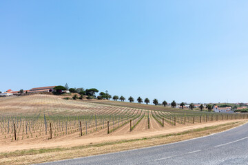 Young Vineyard Rows on Sunny Hillside
