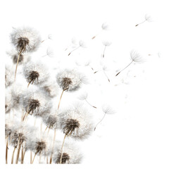 Obraz premium Abstract dandelion seed heads, blowing in the wind