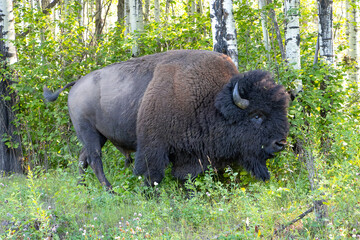 close up of massive bison walking through green forest, side profile